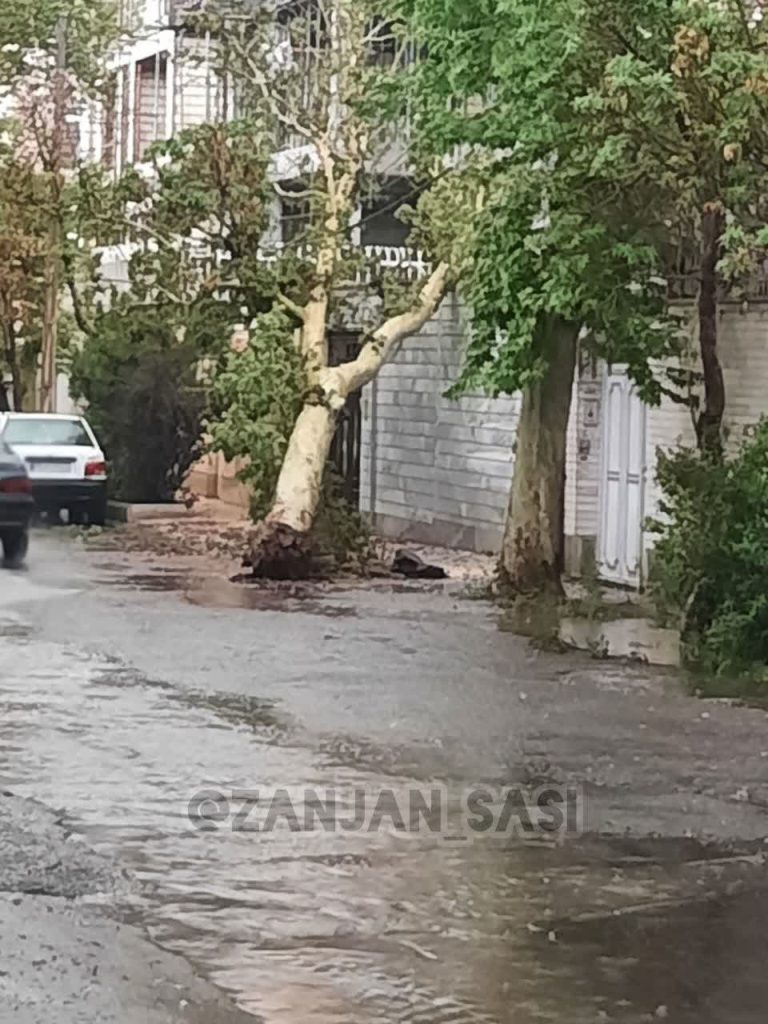 ⚠️ وزش باد شدید و از ریشه درآوردن درخت در اعتمادیه
